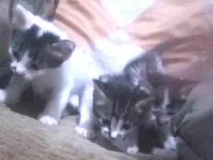 Gato raça  idade Abaixo de 2 meses nome Nina, flor, pingo 