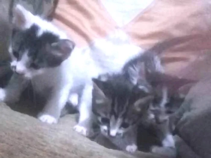 Gato ra a  idade Abaixo de 2 meses nome Nina, flor, pingo 