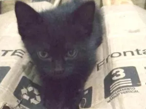 Gato raça Raça não definida  idade 2 a 6 meses nome Ainda não tem nome