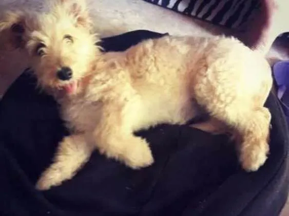 Cachorro ra a Poodle idade 2 anos nome Mel 