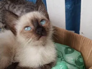 Gato raça SIAMES  idade 2 a 6 meses nome SEM NOME 