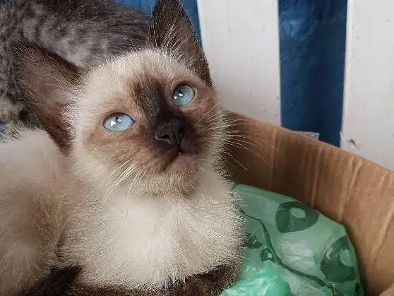 Gato ra a SIAMES  idade 2 a 6 meses nome SEM NOME 