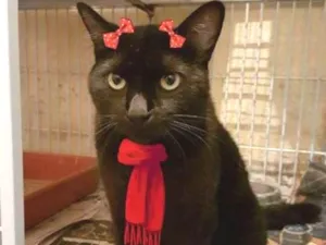 Gato raça SRD idade 1 ano nome PRINCESA
