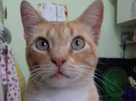 Gato ra a SRD idade 2 anos nome FRAJOLA