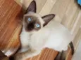 NIKITA