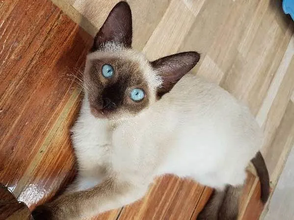 Gato ra a SIAMES idade 2 a 6 meses nome NIKITA