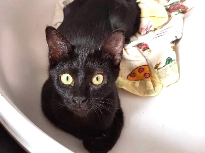 Gato ra a SRD idade 2 a 6 meses nome SEM NOME 