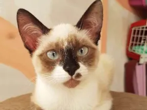 Gato raça srd idade 2 a 6 meses nome sem nome 