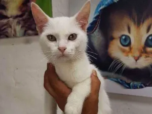 Gato raça srd idade 2 a 6 meses nome sem nome 