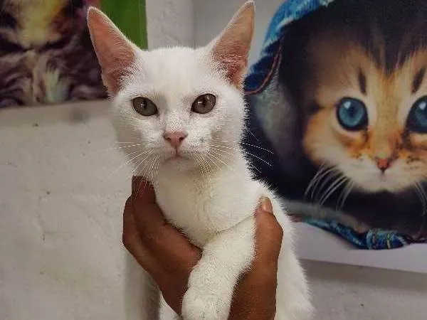 Gato ra a srd idade 2 a 6 meses nome sem nome 