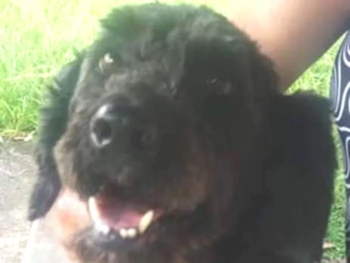 Cachorro ra a Poodle(mix) idade 1 ano nome Ulisses