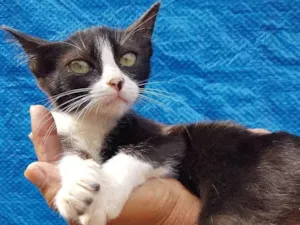 Gato raça srd idade 2 a 6 meses nome sem nome 
