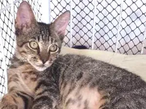 Gato raça srd idade 2 a 6 meses nome RAMON