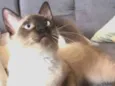 NIck