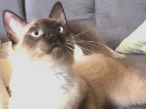 Gato raça siames  idade 7 a 11 meses nome NIck