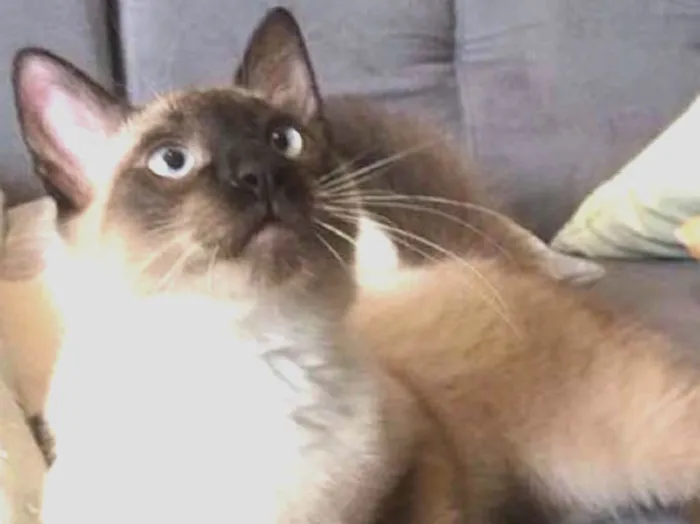 Gato ra a siames  idade 7 a 11 meses nome NIck