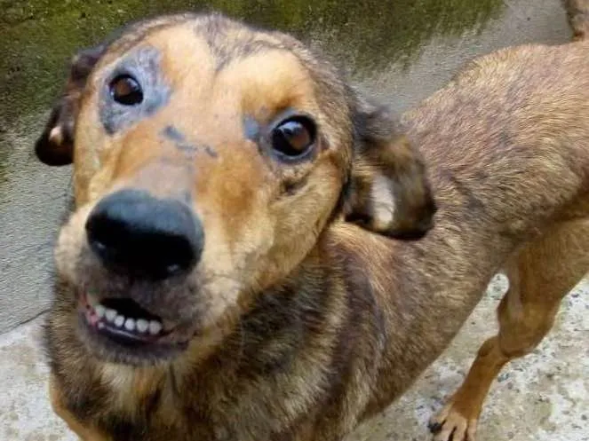 Cachorro ra a srd idade 2 anos nome Aslan