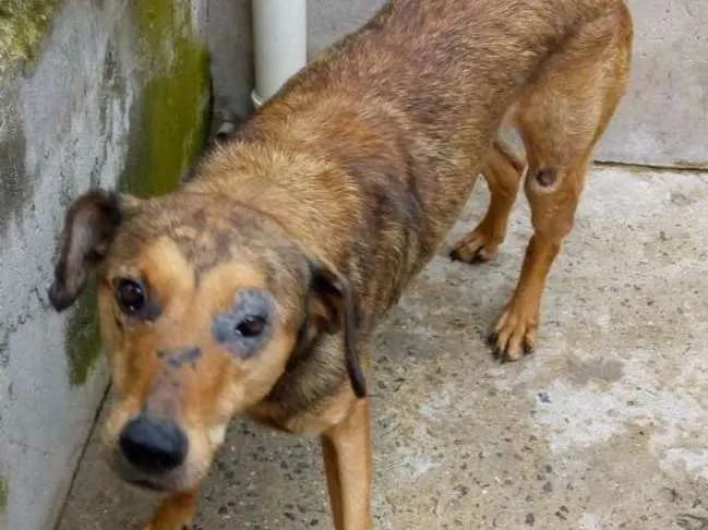 Cachorro ra a srd idade 2 anos nome Aslan