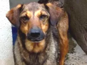 Cachorro raça srd idade 2 anos nome Lathifa
