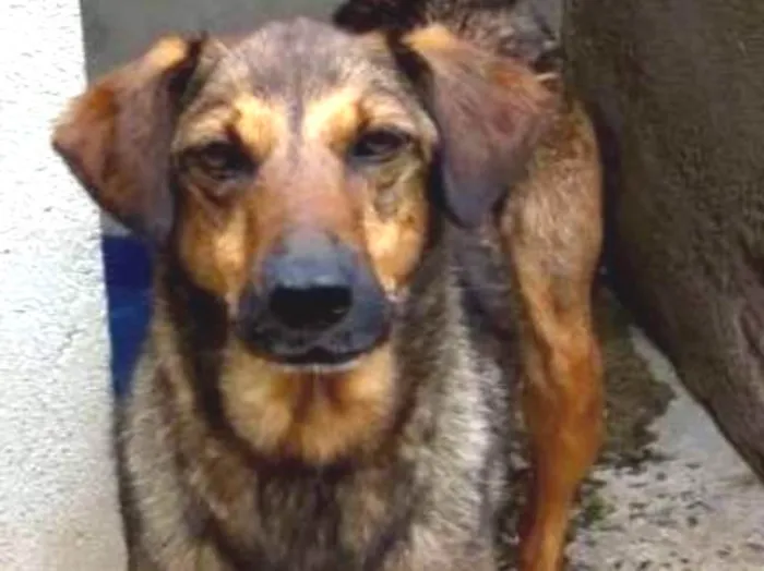 Cachorro ra a srd idade 2 anos nome Lathifa
