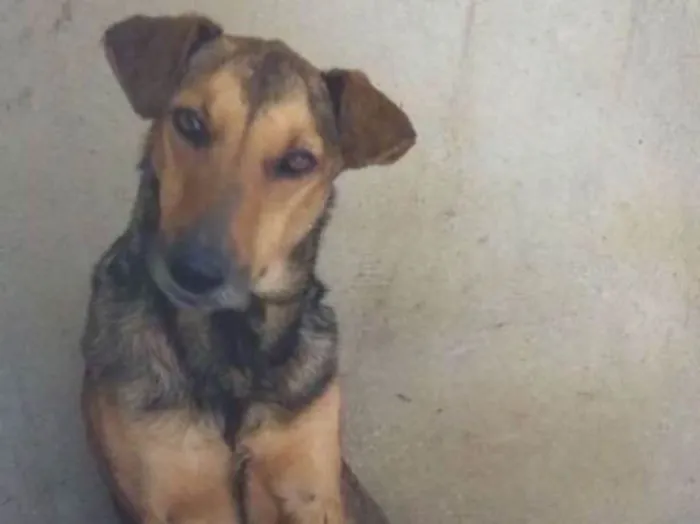 Cachorro ra a srd idade 2 anos nome Mariam