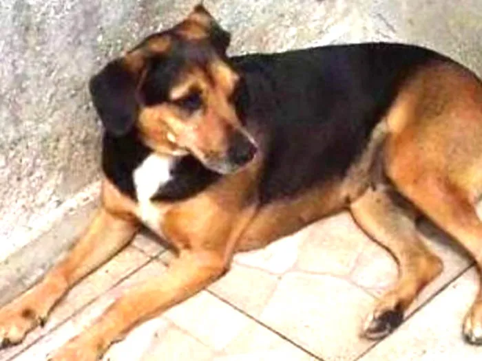 Cachorro ra a srd idade 6 ou mais anos nome Monetti