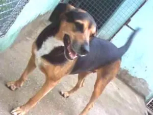 Cachorro raça srd idade 6 ou mais anos nome Monetti