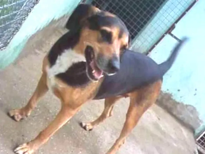 Cachorro ra a srd idade 6 ou mais anos nome Monetti