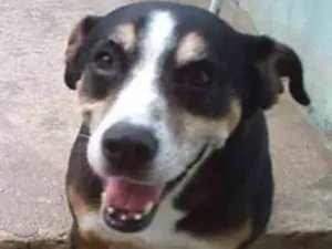 Cachorro raça srd idade 6 ou mais anos nome Avalon