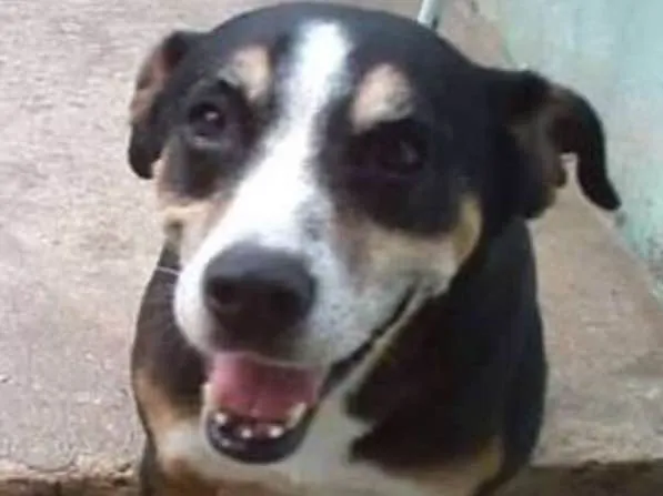Cachorro ra a srd idade 6 ou mais anos nome Avalon