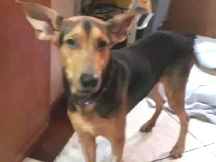 Cachorro ra a NRD idade 2 anos nome Percival