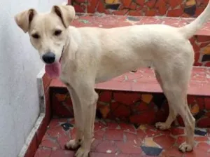 Cachorro raça SRD idade 1 ano nome Lucky