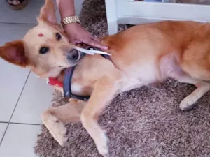 Cachorro raça Vira lata  idade 3 anos nome Mel