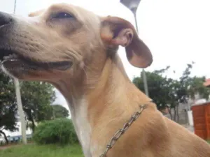 Cachorro raça Vira Lata idade 1 ano nome Splinter