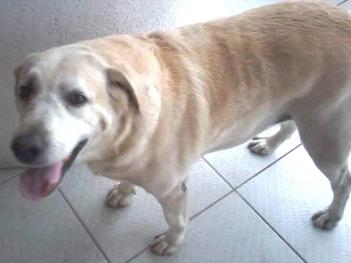 Cachorro ra a Labrador idade 6 ou mais anos nome Nina
