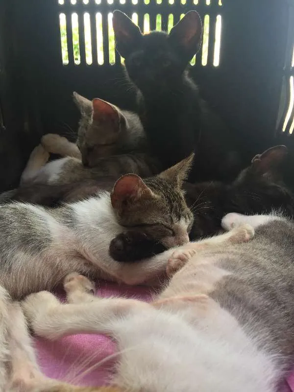 Gato ra a SRD idade 2 a 6 meses nome não possuem nome