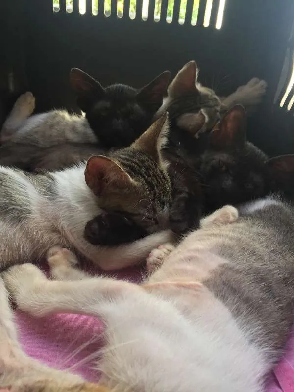 Gato ra a SRD idade 2 a 6 meses nome não possuem nome