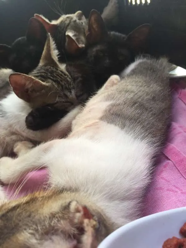Gato ra a SRD idade 2 a 6 meses nome não possuem nome