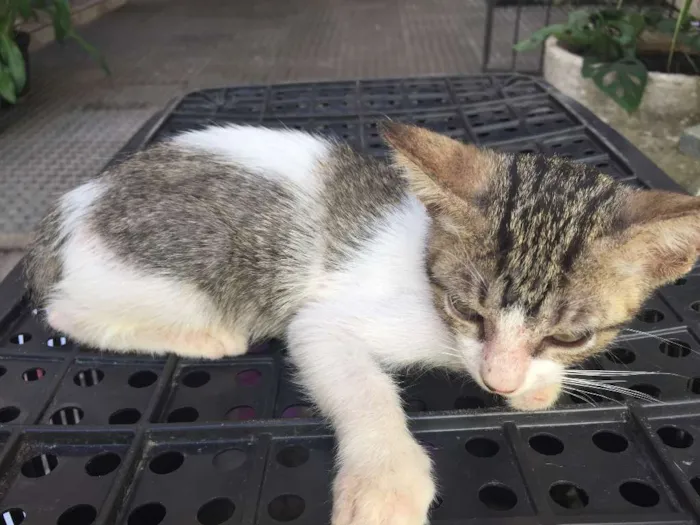 Gato ra a SRD idade 2 a 6 meses nome não possuem nome