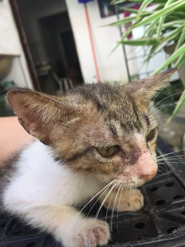 Gato ra a SRD idade 2 a 6 meses nome não possuem nome