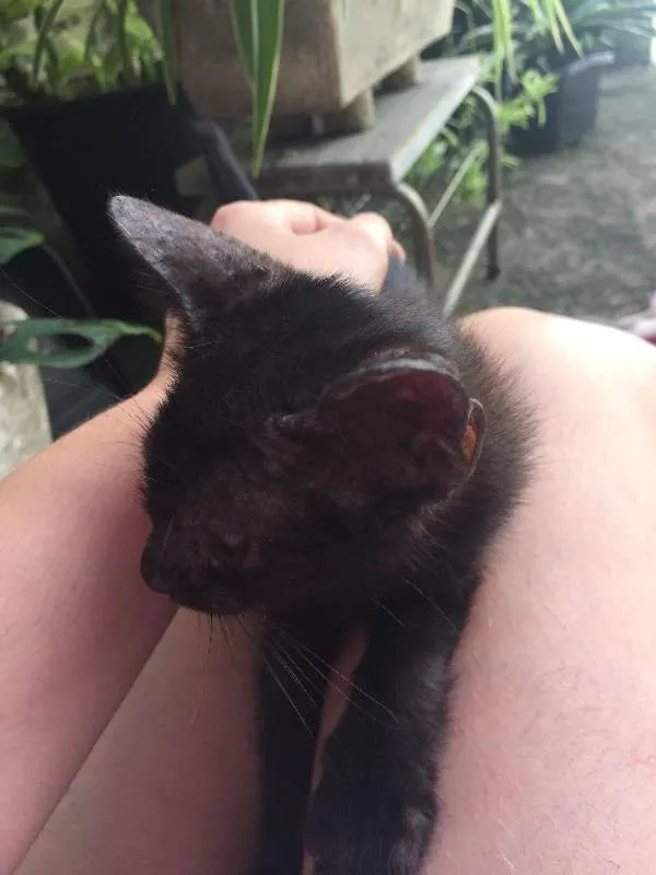 Gato ra a SRD idade 2 a 6 meses nome não possuem nome