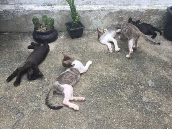 Gato ra a SRD idade 2 a 6 meses nome não possuem nome