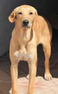 Kaique