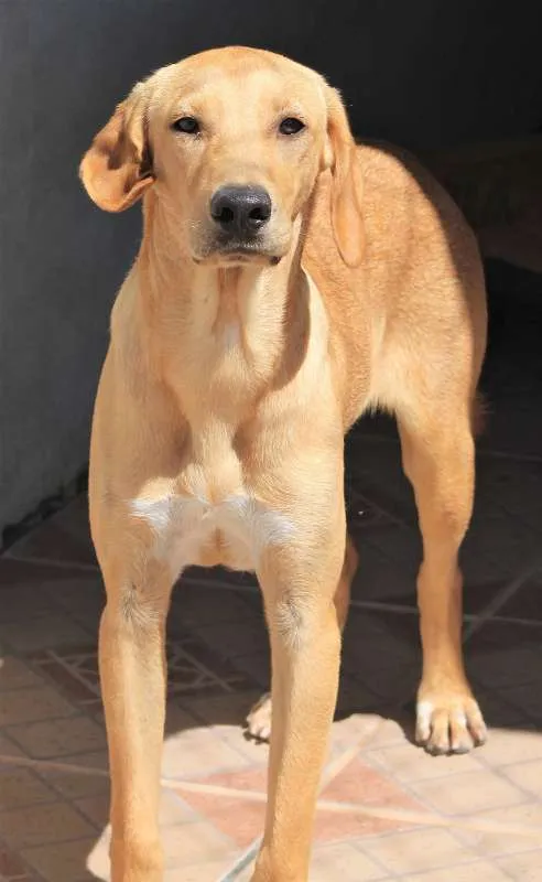 Cachorro ra a  idade 2 anos nome Kaique