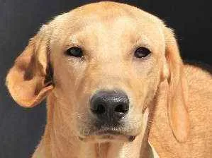 Cachorro ra a  idade 2 anos nome Kaique