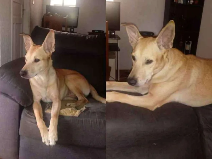 Cachorro raça SRD  idade 5 anos nome Yoshi 