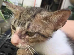 Gato raça SRD idade 2 a 6 meses nome não possuem nome