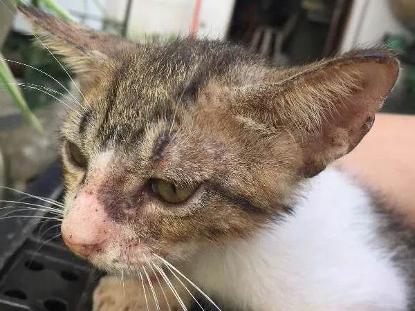Gato ra a SRD idade 2 a 6 meses nome não possuem nome
