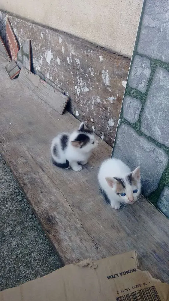 Gato ra a Não identificado idade 2 a 6 meses nome Sem nome