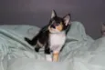 Lila